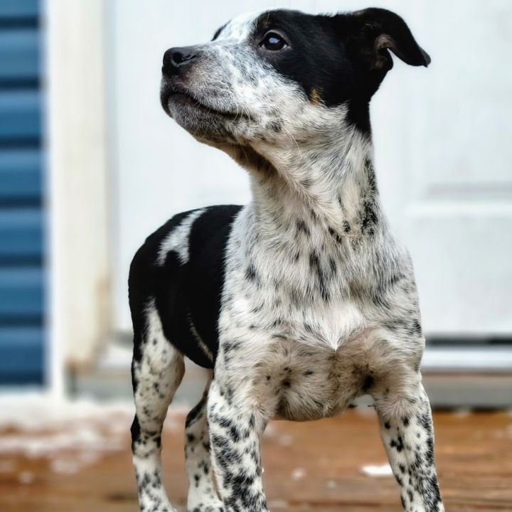 Sussex(ADOPTED!), an adopted Cattle Dog & Border Collie Mix in Chicago, IL_image-5