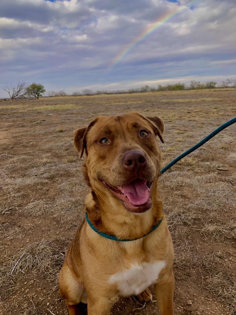 Otis, an adoptable Rhodesian Ridgeback, Pit Bull Terrier in Big Spring, TX, 79720 | Photo Image 1