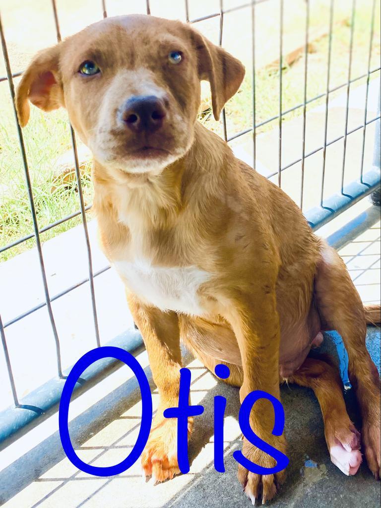 Otis, an adoptable Rhodesian Ridgeback, Pit Bull Terrier in Big Spring, TX, 79720 | Photo Image 2