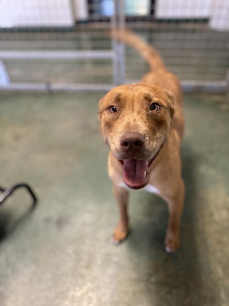 Otis, an adoptable Rhodesian Ridgeback, Pit Bull Terrier in Big Spring, TX, 79720 | Photo Image 3