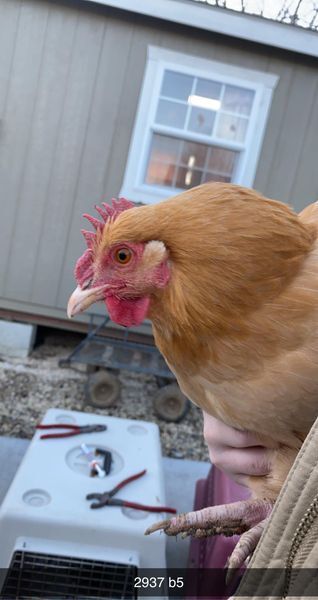 Chicken shelters hot sale near me