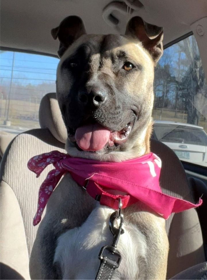Maggie *HERE IN NH*, an adoptable Mixed Breed in Northwood, NH_image-3
