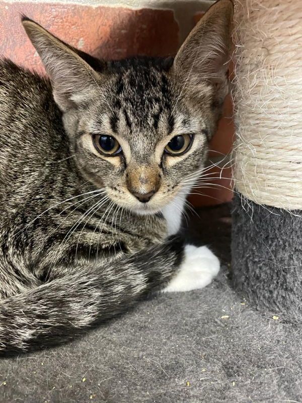 Rocket, an adoptable Domestic Short Hair in Margate, FL, 33068 | Photo Image 1