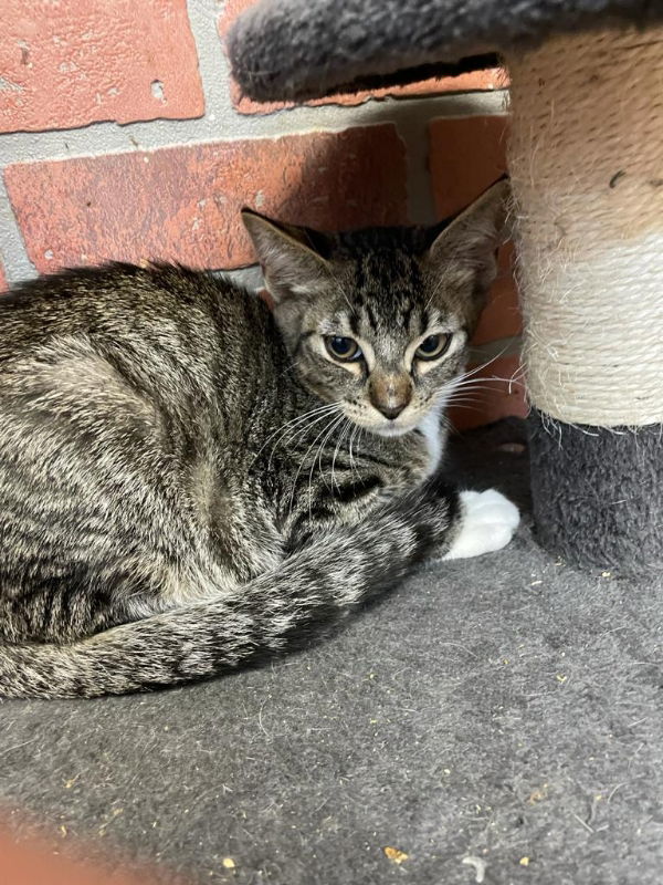 Rocket, an adoptable Domestic Short Hair in Margate, FL, 33068 | Photo Image 4