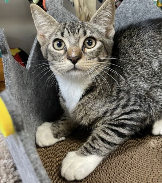 Rocket, an adoptable Domestic Short Hair in Margate, FL, 33068 | Photo Image 5