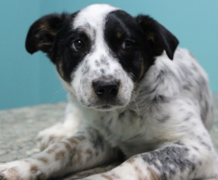 Olaf, an adoptable Australian Cattle Dog / Blue Heeler Mix in Neillsville, WI_image-2
