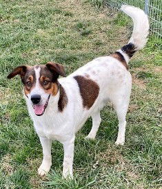 Champ, an adoptable Spaniel in Sistersville, WV, 26175 | Photo Image 1