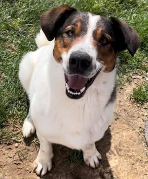 Champ, an adoptable Spaniel in Sistersville, WV, 26175 | Photo Image 2