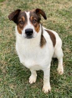 Champ, an adoptable Spaniel in Sistersville, WV, 26175 | Photo Image 3