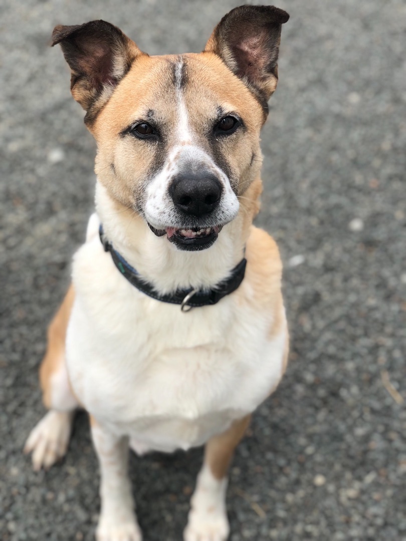 Artichoke, an adoptable Mixed Breed in Wallingford, CT, 06492 | Photo Image 4