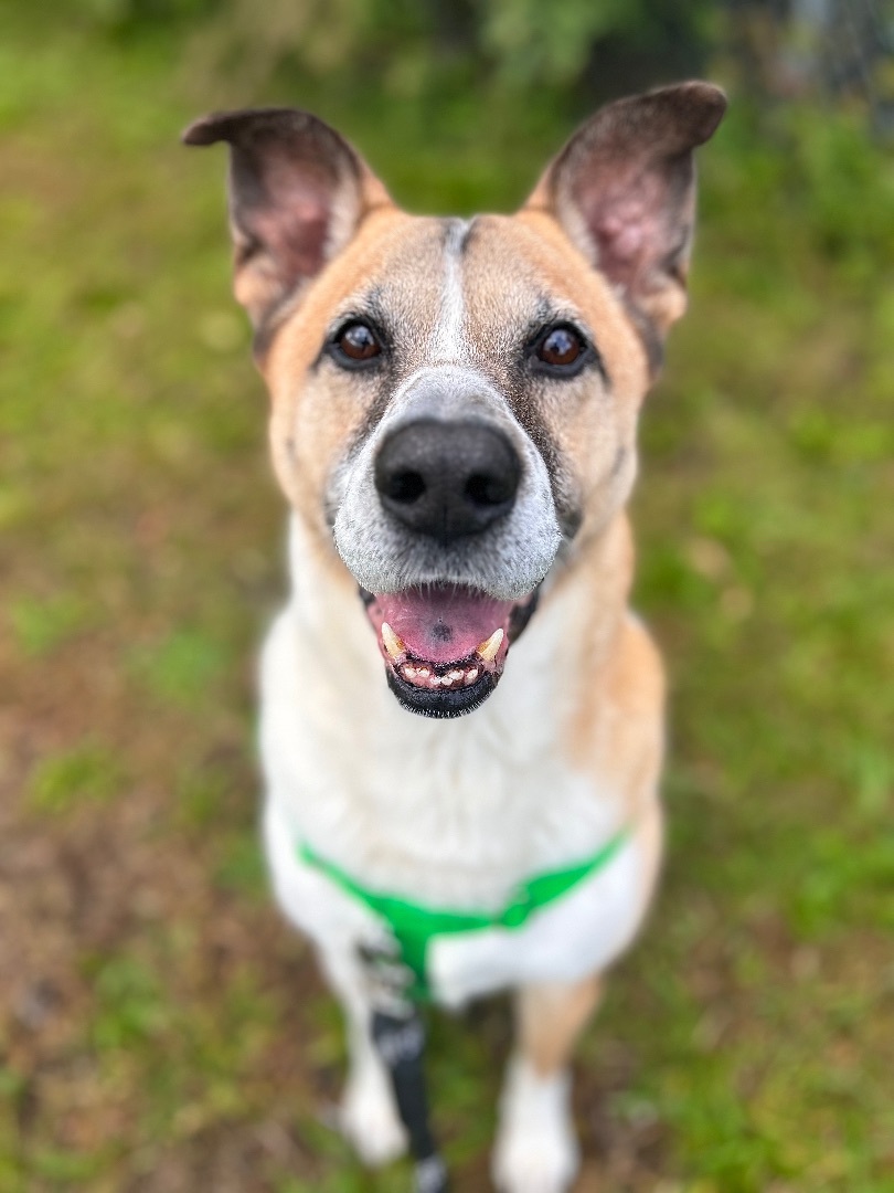 Artichoke, an adoptable Mixed Breed in Wallingford, CT, 06492 | Photo Image 1