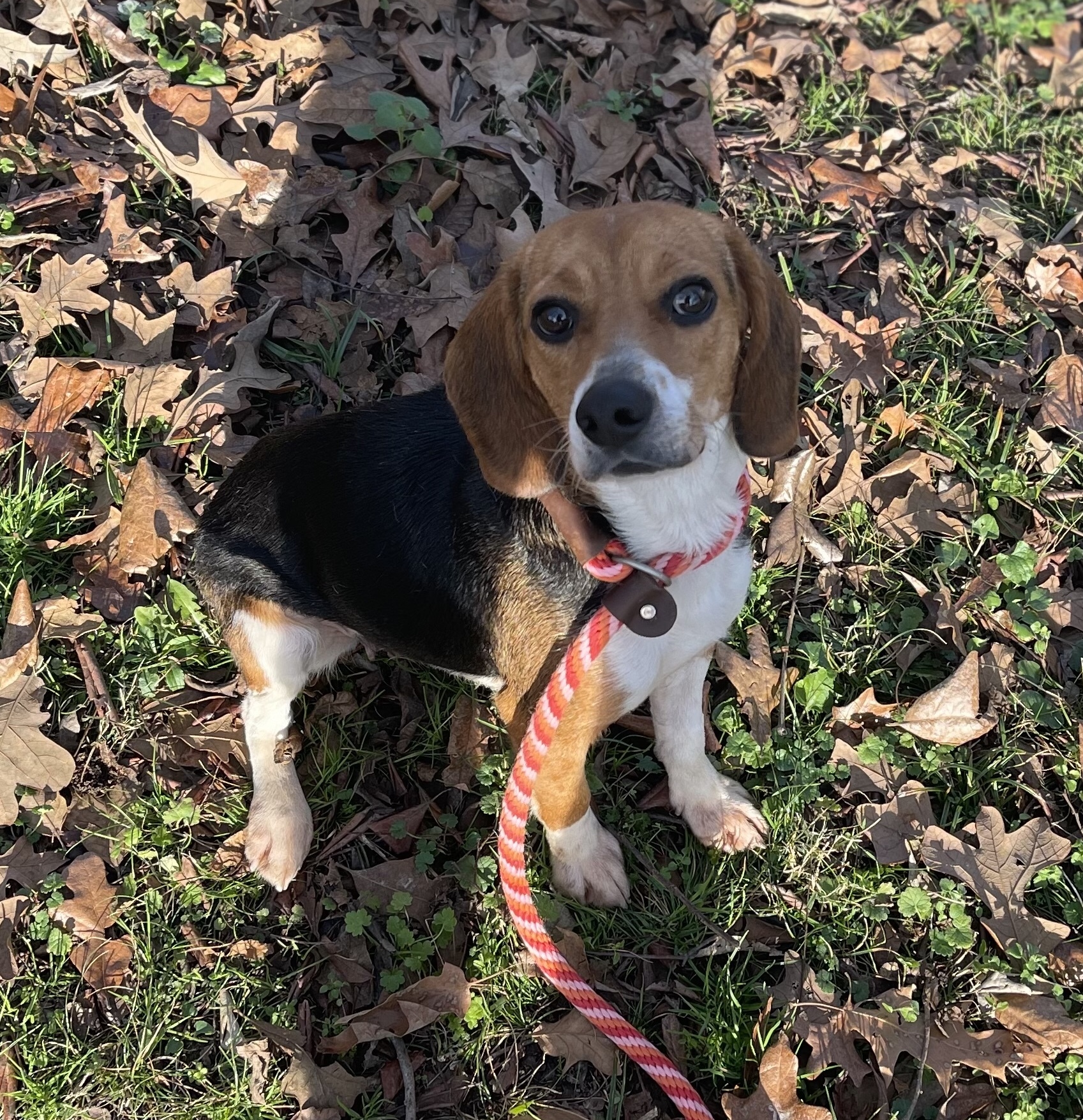 KENZIEâ€”YOUNG, HEARTWORM NEGATIVE, VERY SWEET BEAGLE GIRL