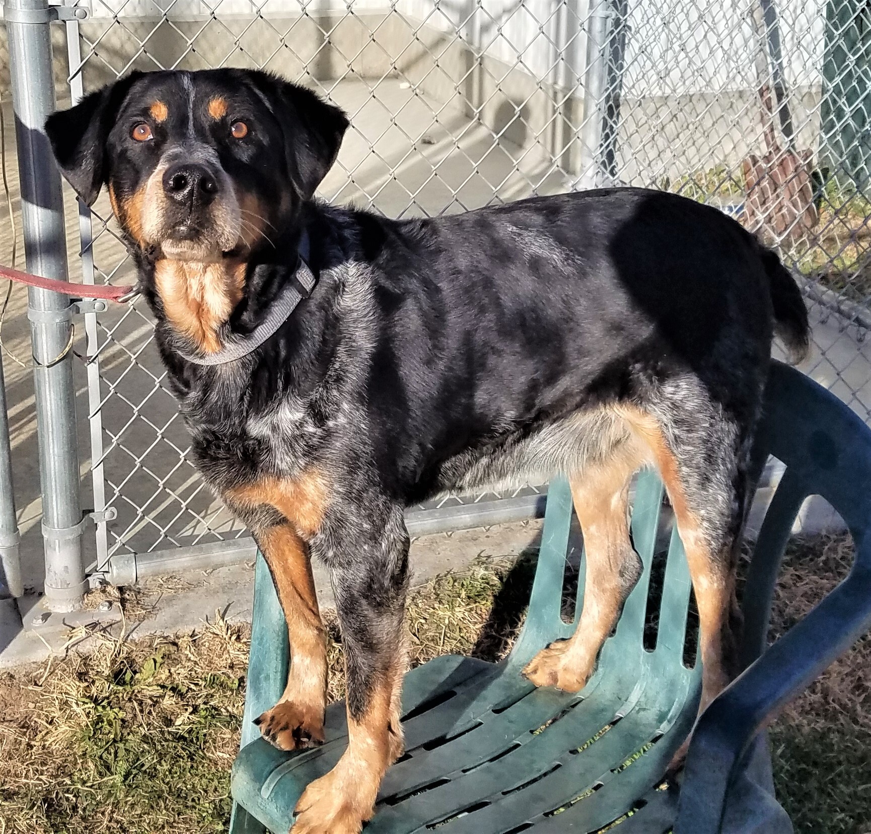 Dog for adoption - Oliver, a Brittany Spaniel & Lancashire Heeler Mix