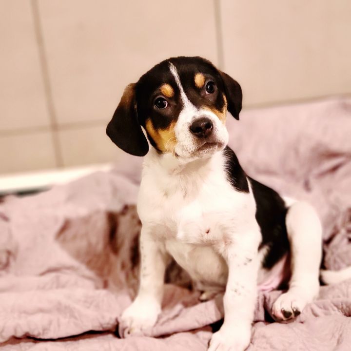 Frankie (ADOPTED!), an adopted Beagle & Spaniel Mix in Chicago, IL_image-1