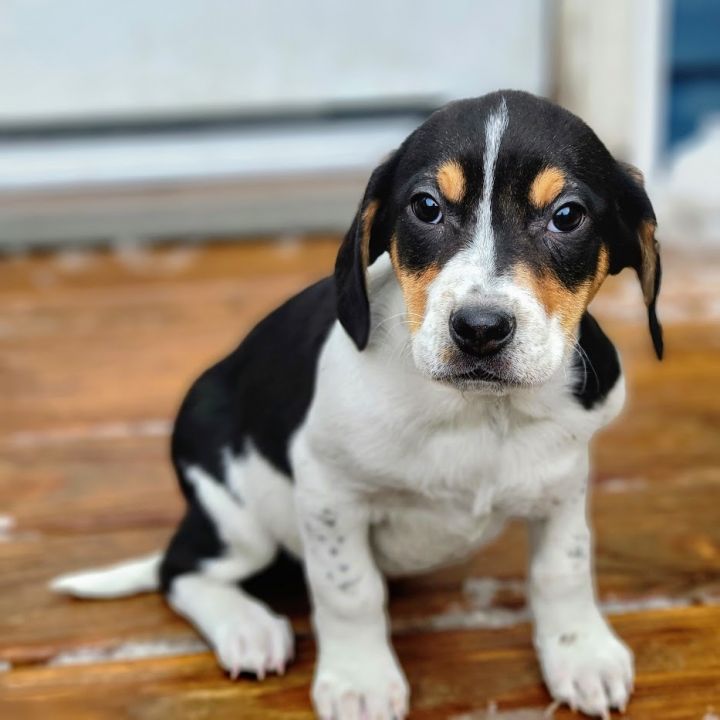 Frankie (ADOPTED!), an adopted Beagle & Spaniel Mix in Chicago, IL_image-6