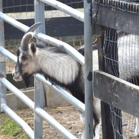 Jacob, an adoptable Goat in Middletown, NY_image-3