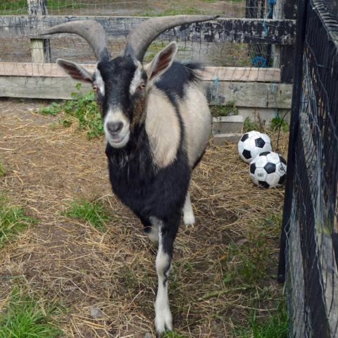Jacob, an adoptable Goat in Middletown, NY_image-5