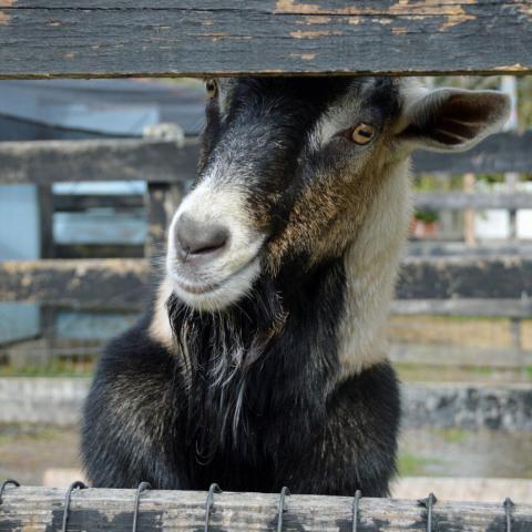 Jacob, an adoptable Goat in Middletown, NY_image-6