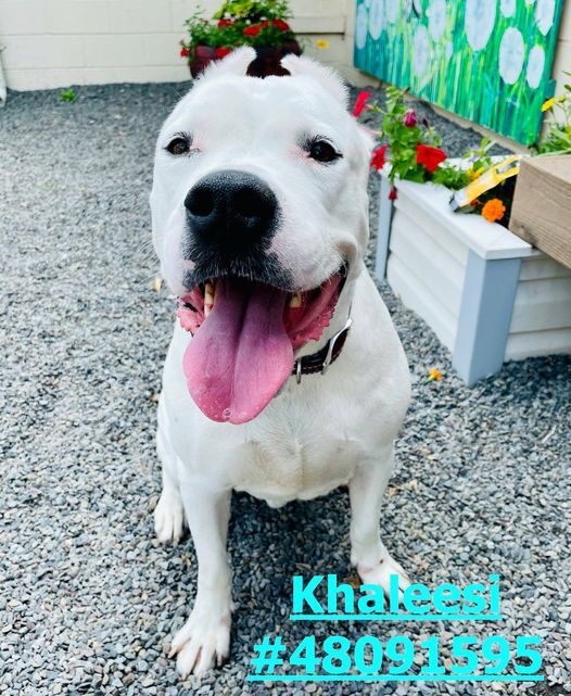 Khaleesi , an adoptable Dogo Argentino Mix in Wilkes Barre, PA_image-1