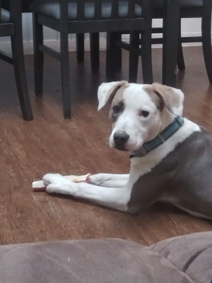Koda, an adoptable Terrier Mix in Rowlett, TX_image-1