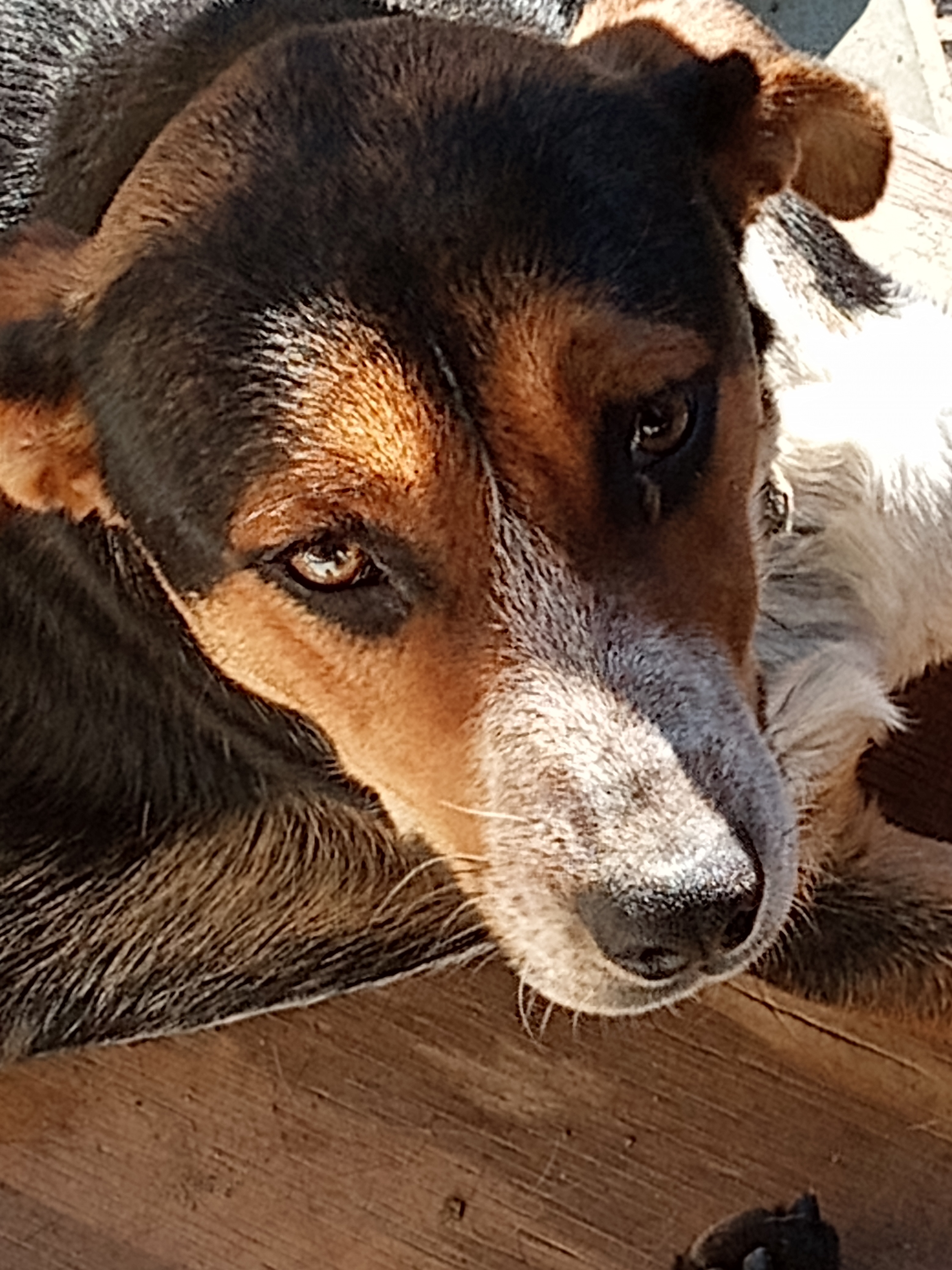 MARIA, an adoptable Collie, Beagle in San Diego, CA, 92113 | Photo Image 1