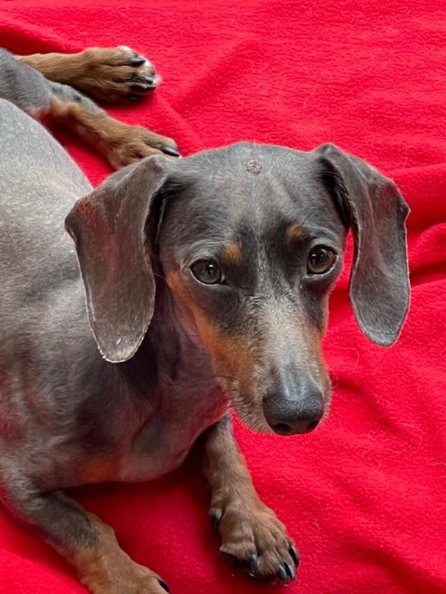 Sugar Buns, an adoptable Dachshund in Pearland, TX, 77584 | Photo Image 1