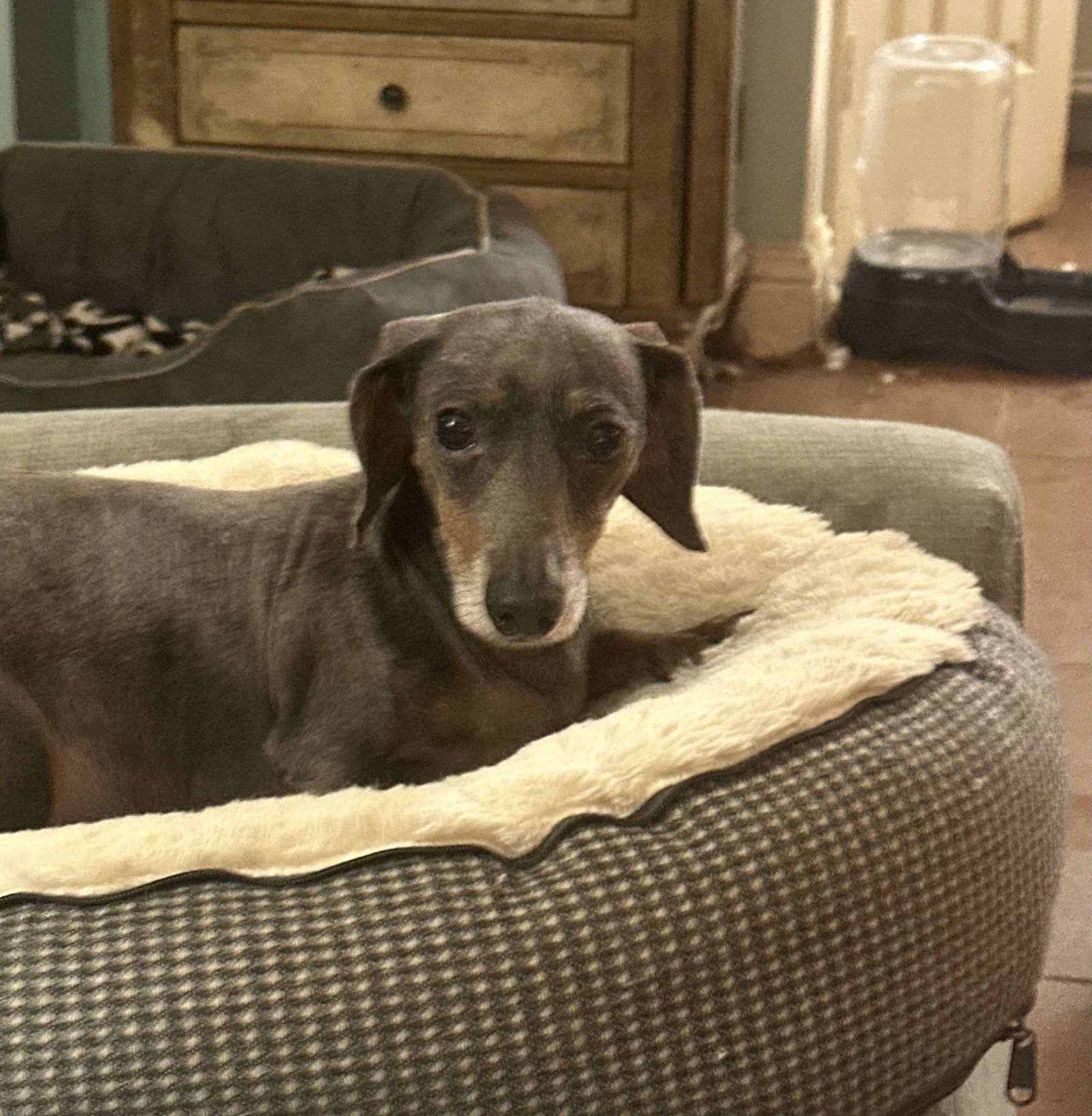 Sugar Buns, an adoptable Dachshund in Pearland, TX, 77584 | Photo Image 1