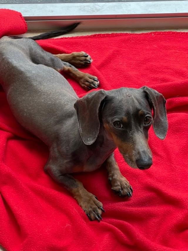 Sugar Buns, an adoptable Dachshund in Pearland, TX, 77584 | Photo Image 3