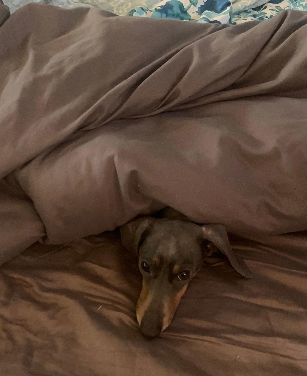 Sugar Buns, an adoptable Dachshund in Pearland, TX, 77584 | Photo Image 3