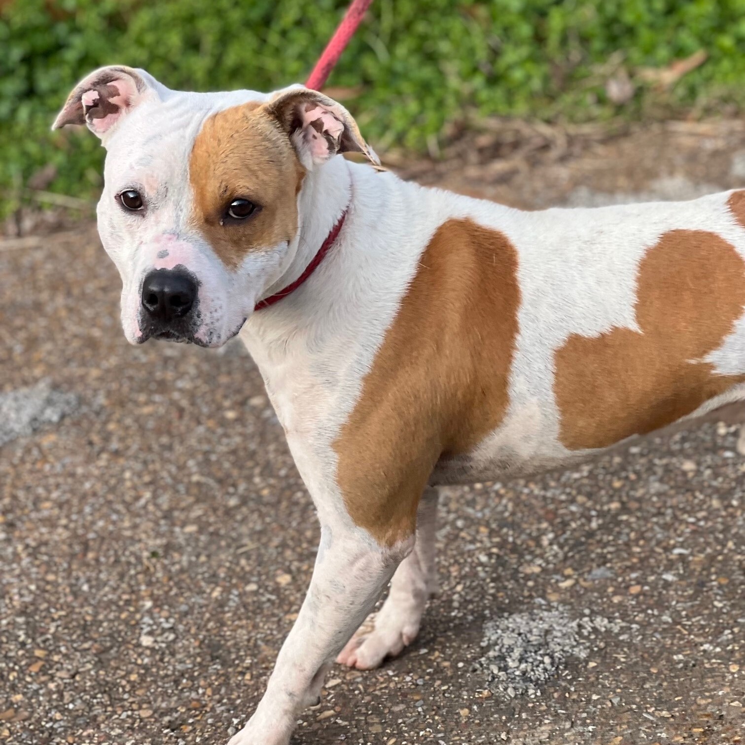 Archie, an adoptable Pit Bull Terrier in Horn Lake, MS, 38637 | Photo Image 3