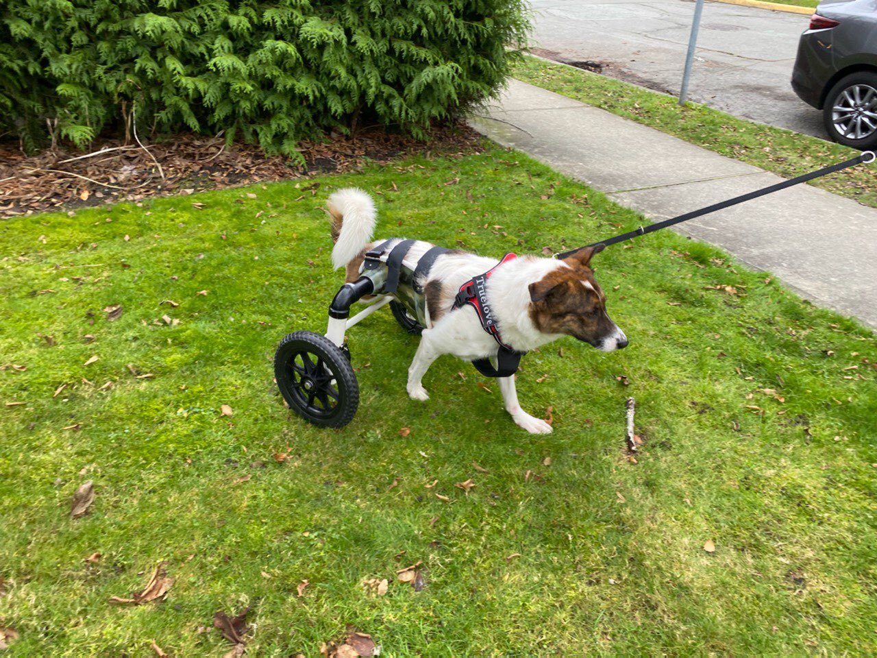 Merkel, an adoptable Mixed Breed in Vancouver, BC, V5R 3B9 | Photo Image 4