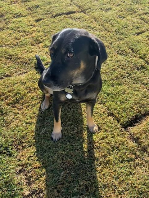 Lilly Pad, an adoptable Labrador Retriever, Coonhound in Holly Springs, NC, 27540 | Photo Image 3