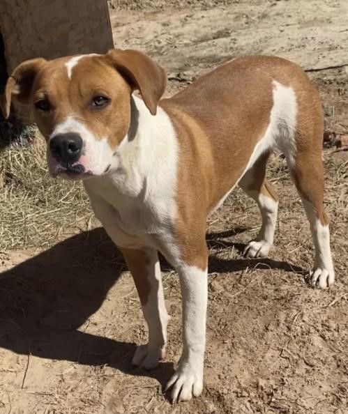 Scooby, an adoptable Pit Bull Terrier in Gun Barrel City, TX, 75147 | Photo Image 1