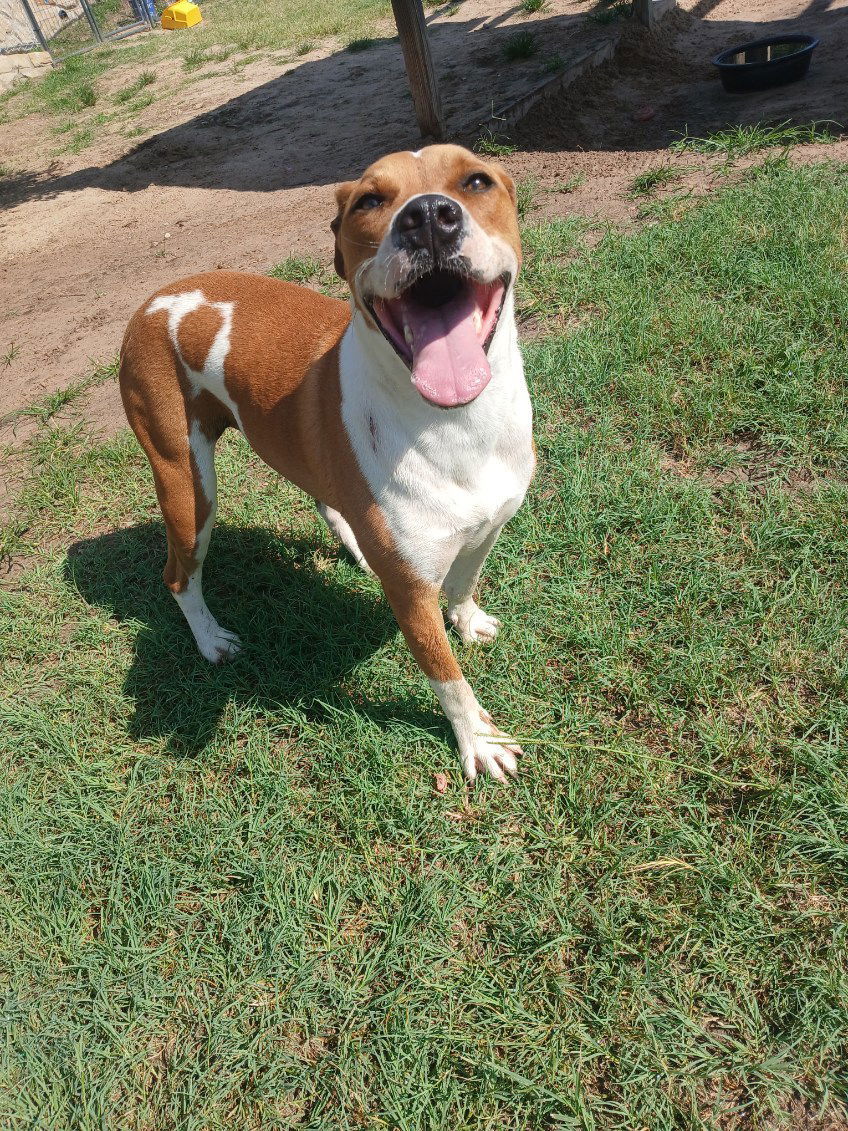 Scooby, an adoptable Pit Bull Terrier in Gun Barrel City, TX, 75147 | Photo Image 2