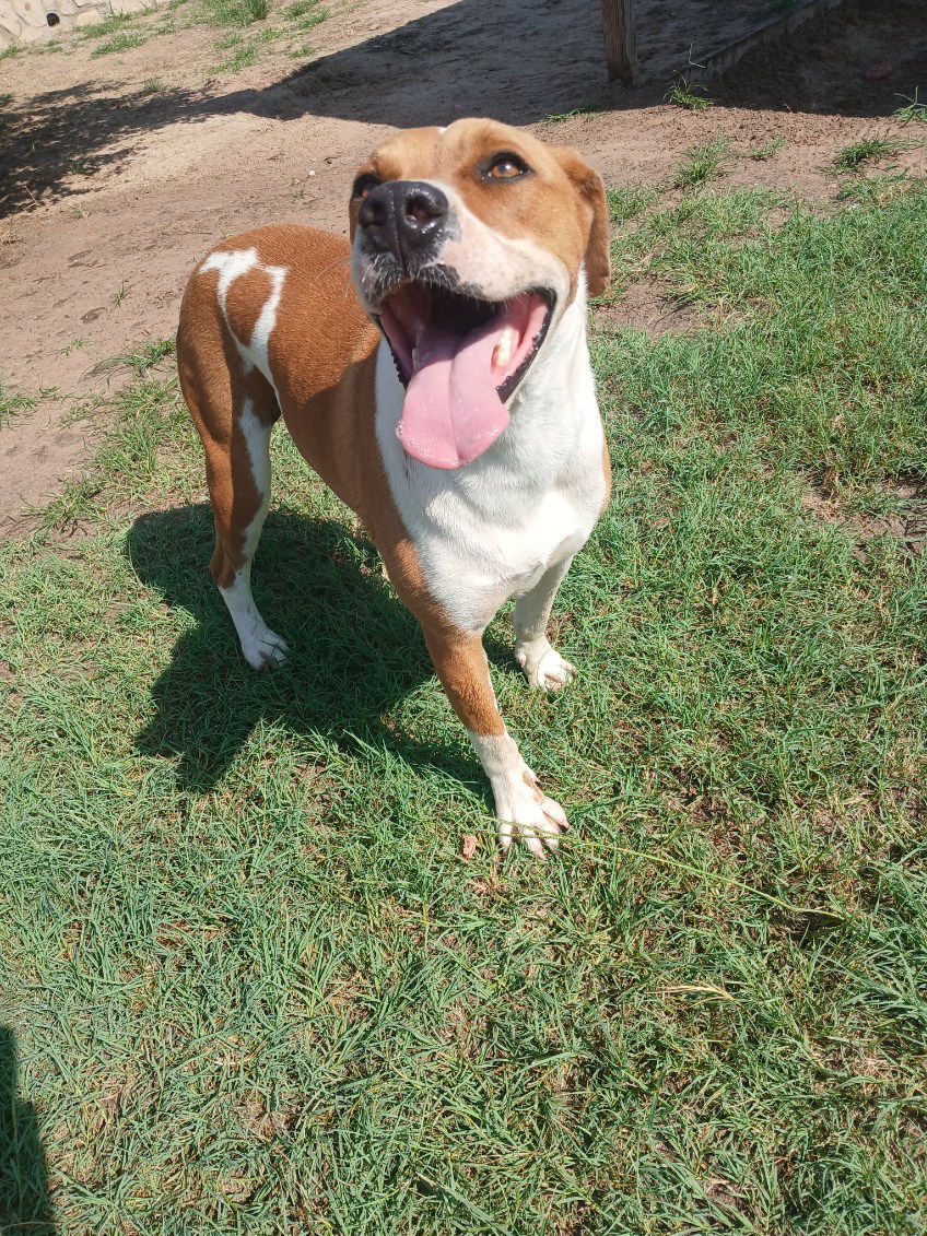 Scooby, an adoptable Pit Bull Terrier in Gun Barrel City, TX, 75147 | Photo Image 3