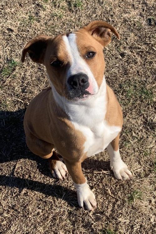 Oz, an adoptable Pit Bull Terrier, Rhodesian Ridgeback in Gun Barrel City, TX, 75147 | Photo Image 1
