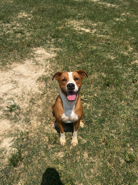 Oz, an adoptable Pit Bull Terrier in Gun Barrel City, TX, 75147 | Photo Image 2