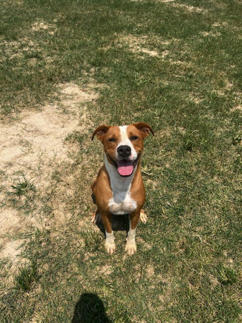 Oz, an adoptable Pit Bull Terrier, Rhodesian Ridgeback in Gun Barrel City, TX, 75147 | Photo Image 2
