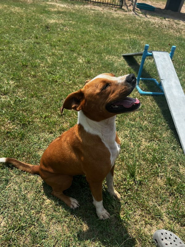 Oz, an adoptable Pit Bull Terrier, Rhodesian Ridgeback in Gun Barrel City, TX, 75147 | Photo Image 3
