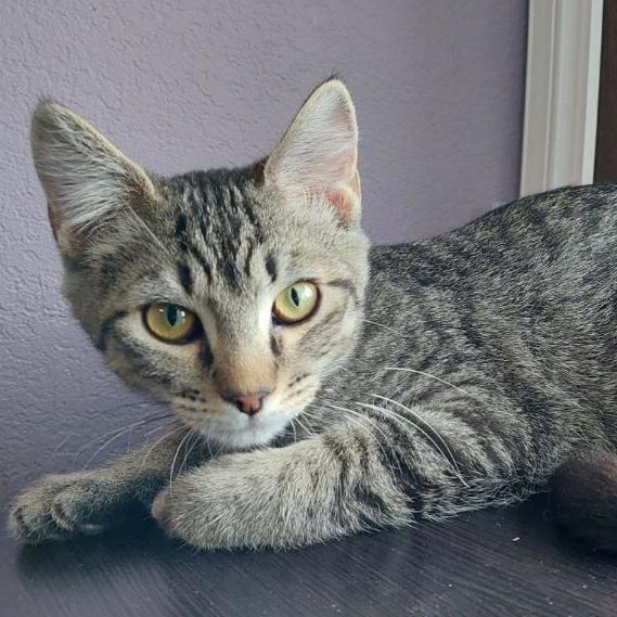 TOK, an adopted Domestic Short Hair in Loveland, CO_image-2