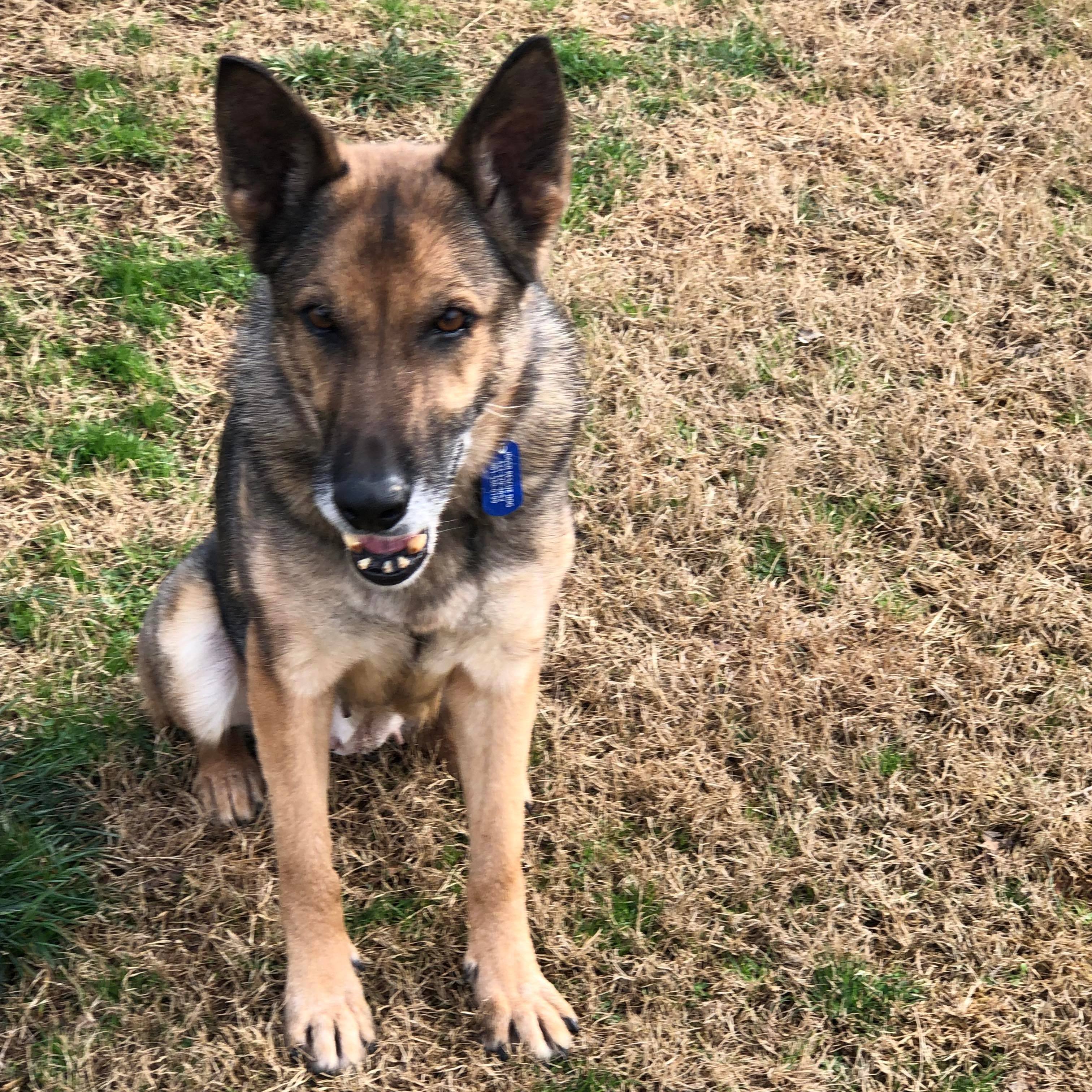 Louzanna (SENIOR), an adoptable German Shepherd Dog in Greeneville, TN, 37743 | Photo Image 2