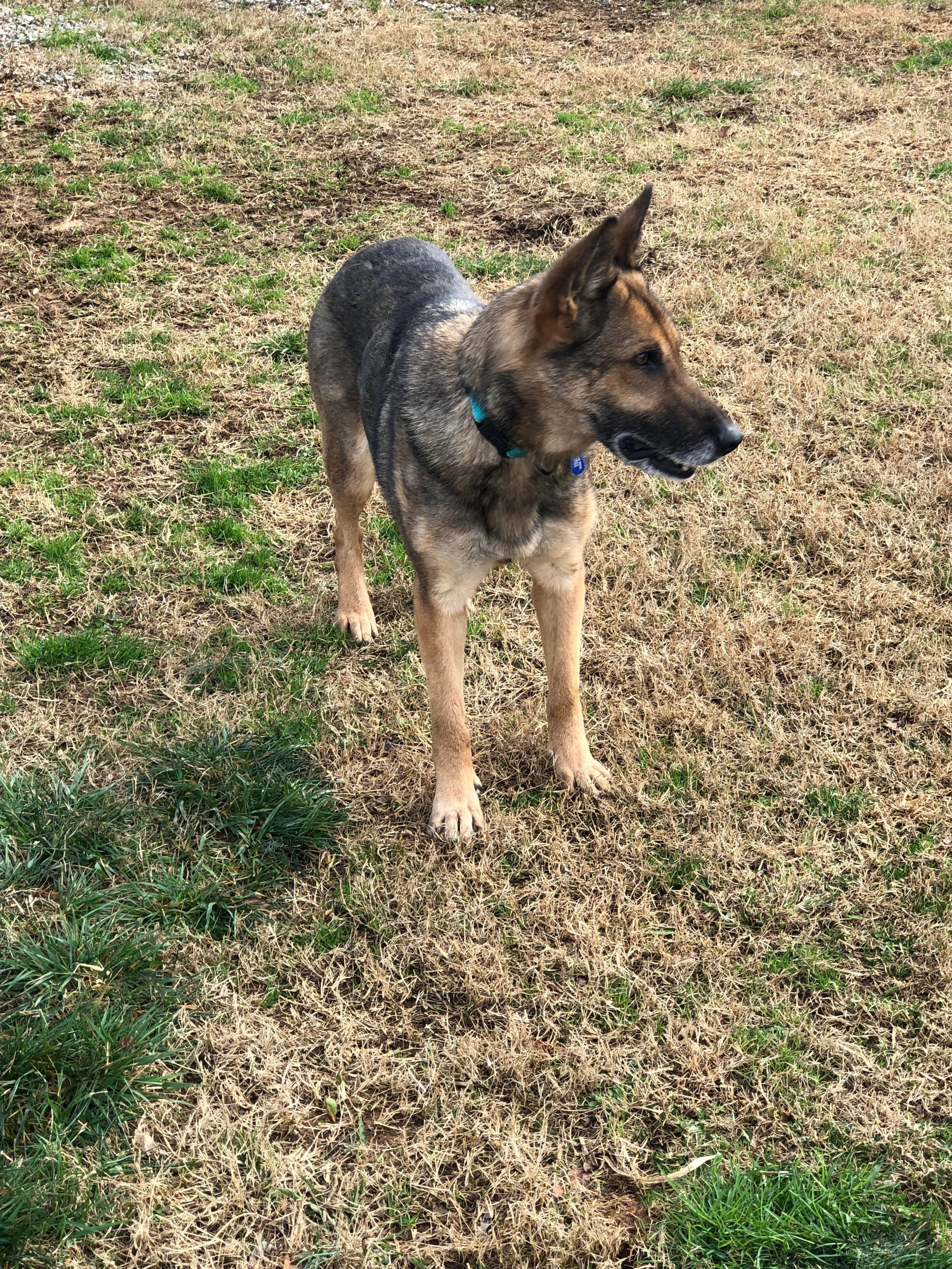 Louzanna (SENIOR), an adoptable German Shepherd Dog in Greeneville, TN, 37743 | Photo Image 5