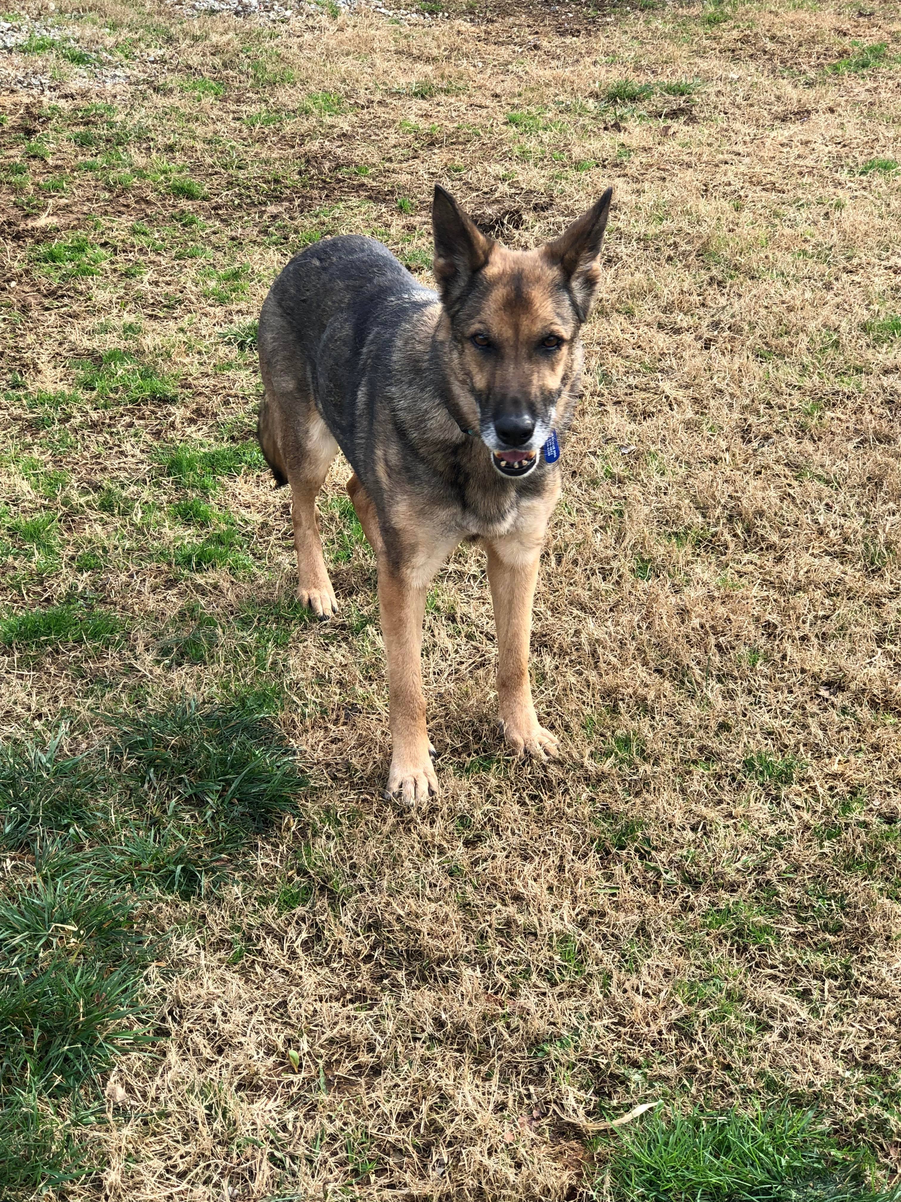 Louzanna (SENIOR), an adoptable German Shepherd Dog in Greeneville, TN, 37743 | Photo Image 7