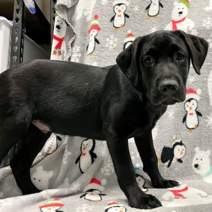 Frank, an adoptable Labrador Retriever Mix in Murphysboro, IL_image-1