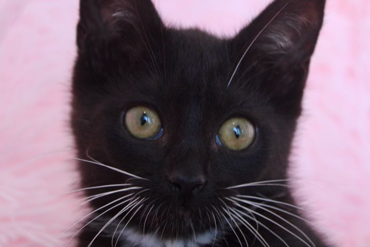 Bubbly Baby, an adopted Domestic Short Hair in Saint Augustine, FL_image-2
