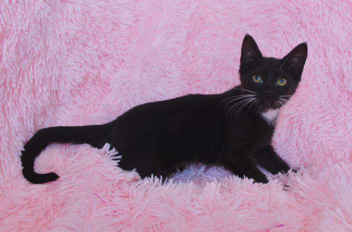 Bubbly Baby, an adopted Domestic Short Hair in Saint Augustine, FL_image-5