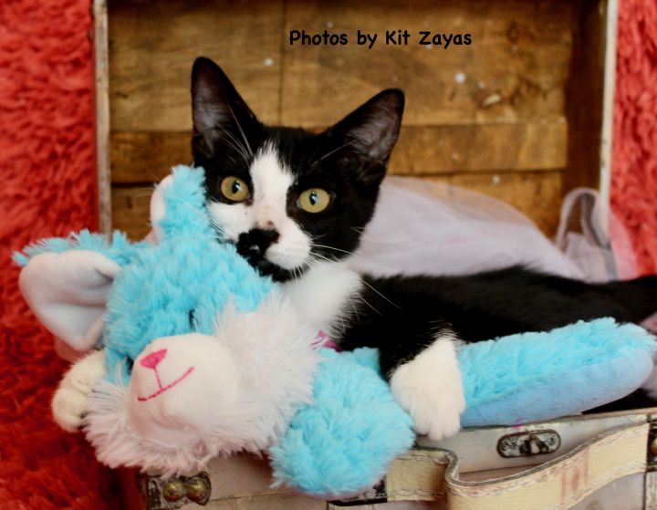 Silly Sylvester, an adopted Domestic Short Hair in Saint Augustine, FL_image-4