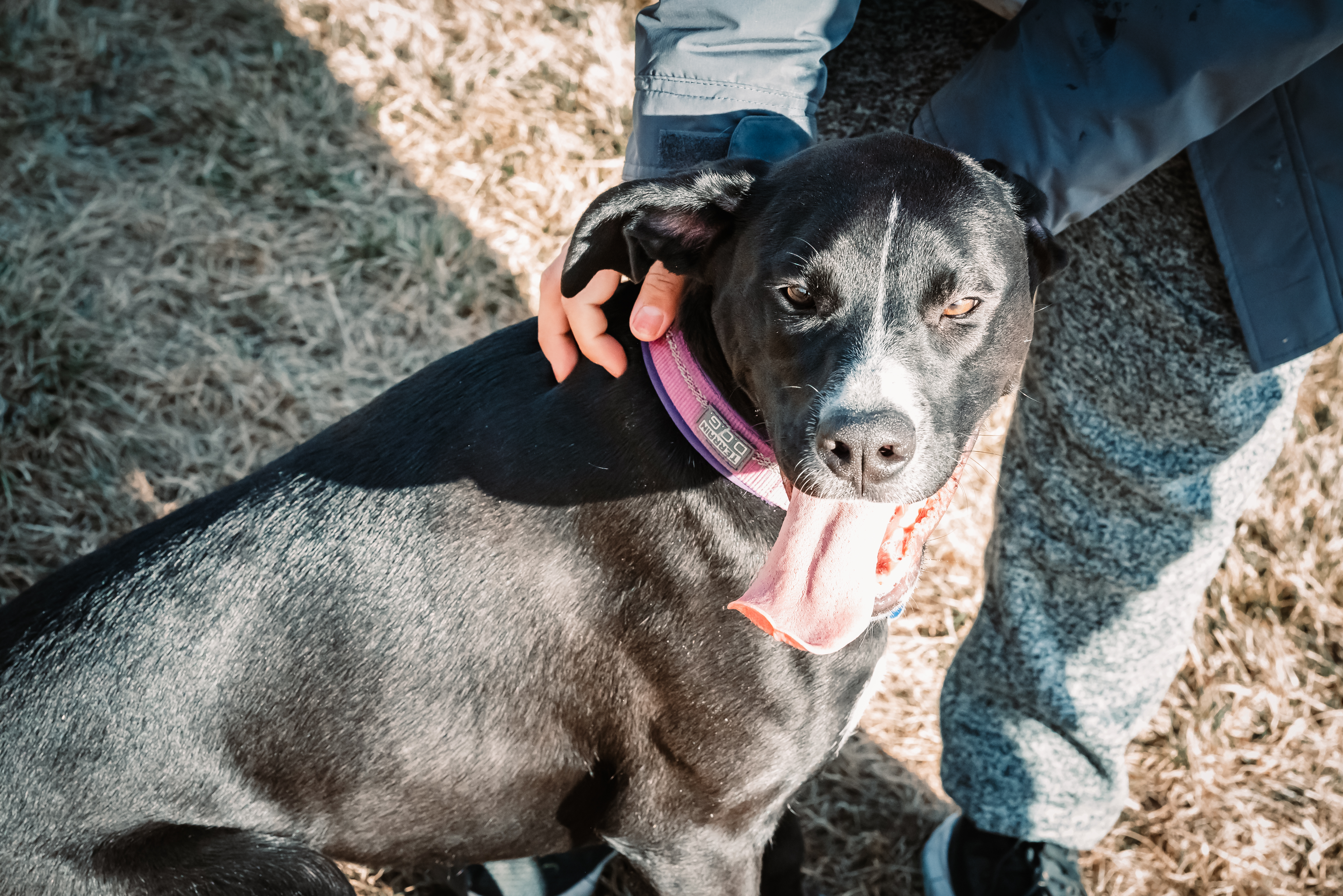 Sunny, an adoptable Labrador Retriever in Pueblo, CO, 81001 | Photo Image 2