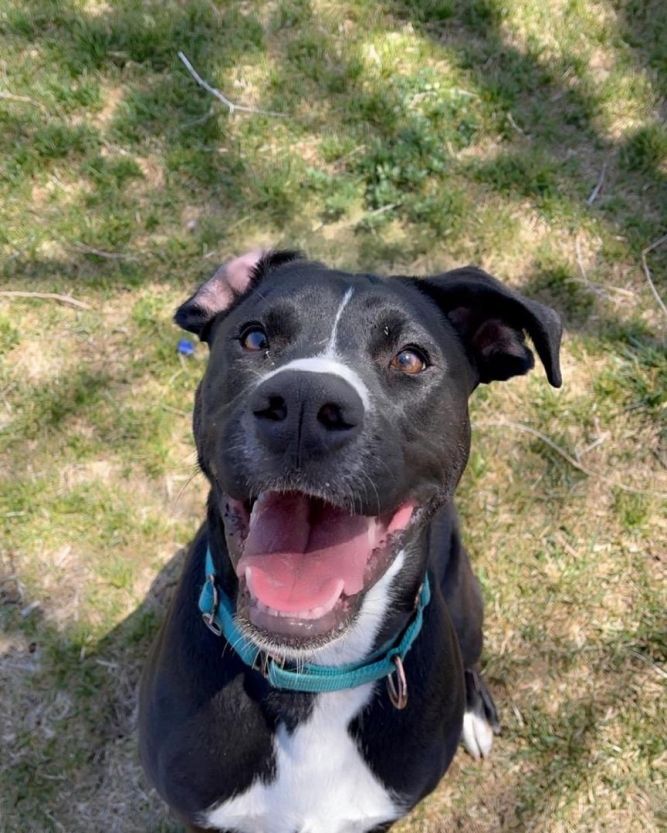 Dog for adoption - Sunny, a Labrador Retriever Mix in Pueblo, CO ...