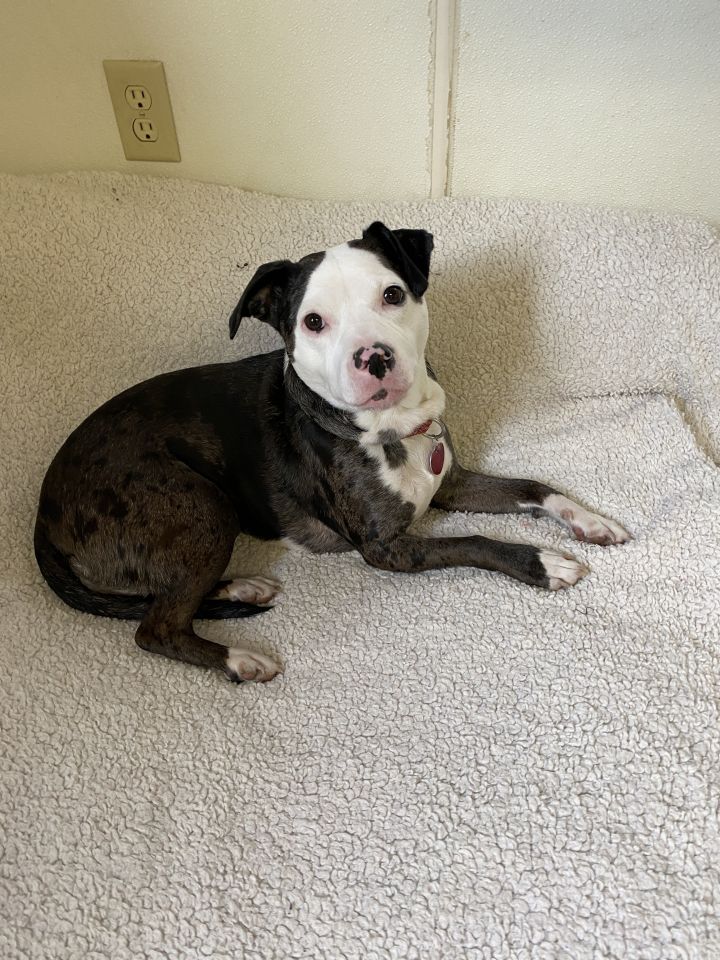 Nova, an adoptable Catahoula Leopard Dog & Beagle Mix in Kansas City, MO_image-5
